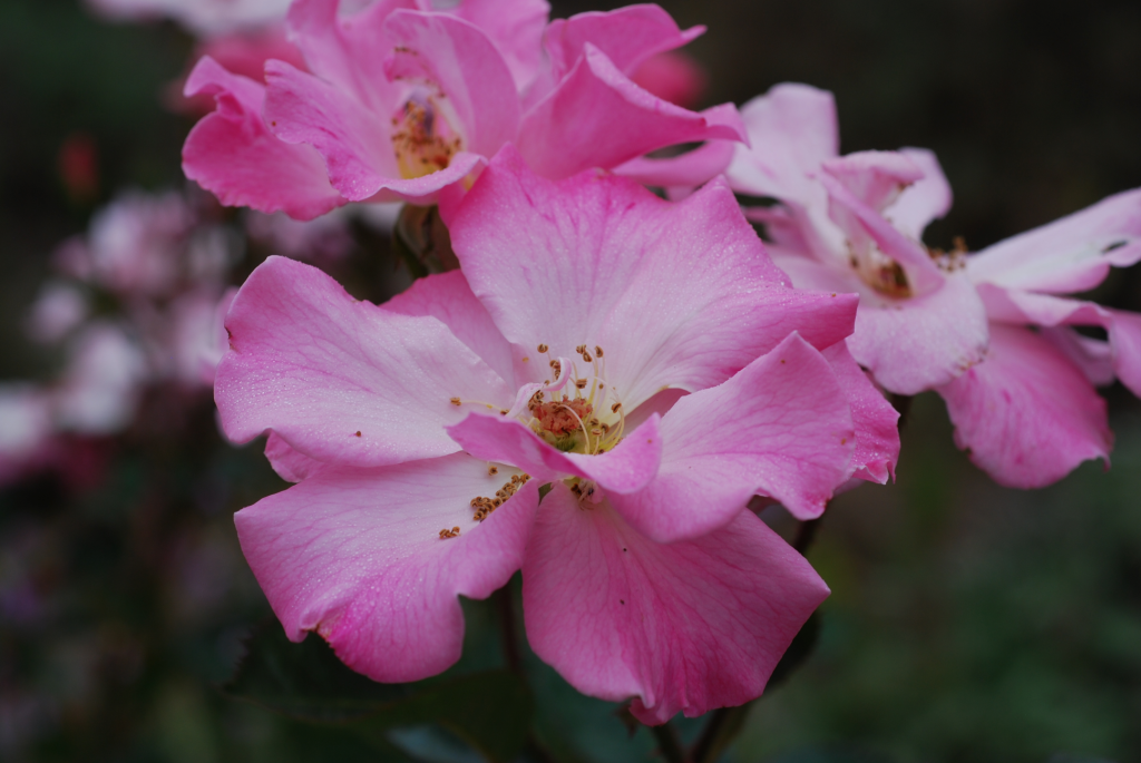Antique Pink Rose