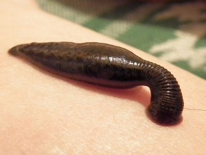 Sucking_leech