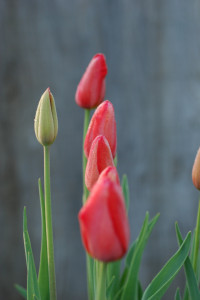 Red Tulips in a line.