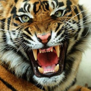 3731654249_Angry_Tiger_Face_Picture_