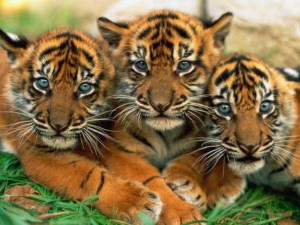 save-lovely-tiger-cubs