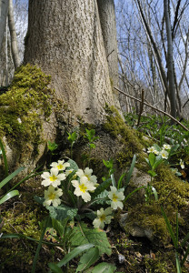 Primrose - Primula vulgaris growing in Beech woodland