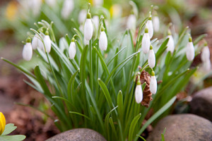 Snowdrops in England