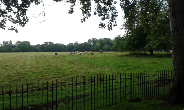 Christ Church Meadow with the college cattle