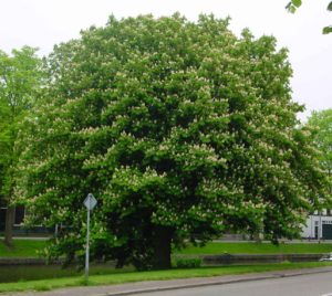 horse-chestnut-tree-4