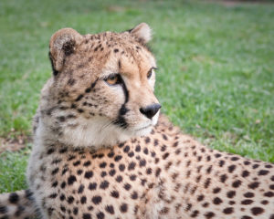 cheetahs-2